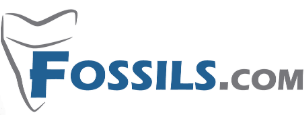 Fossils Coupon & Promo Codes