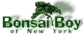 Bonsai Boy of New York