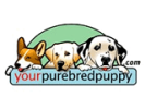 Your Purebred Puppy Coupon & Promo Codes